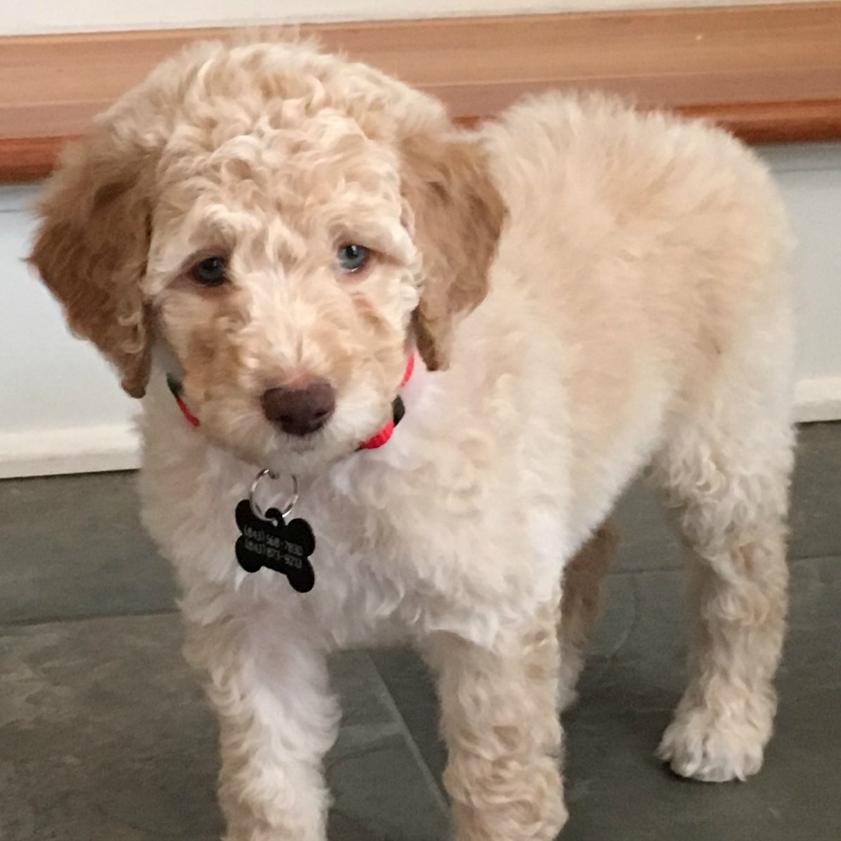 Labradoodle Litters Mountain Creek Labradoodles
